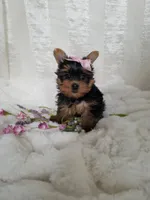 Mia, a female Yorkshire Terrier for sale in Bolivar, MO – Photo 7 of 9