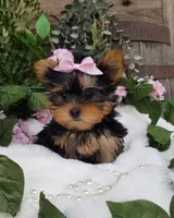 Mia, a female Yorkshire Terrier for sale in Bolivar, MO – Photo 9 of 9