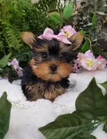 Mia, a female Yorkshire Terrier for sale in Bolivar, MO – Photo 8 of 9