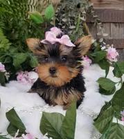 Mia, a female Yorkshire Terrier for sale in Bolivar, MO – Photo 5 of 9