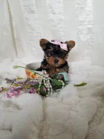 Mia, a female Yorkshire Terrier for sale in Bolivar, MO – Photo 3 of 9