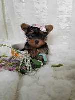 Mia, a female Yorkshire Terrier for sale in Bolivar, MO – Photo 6 of 9
