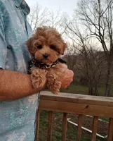 Nemo, a male Maltipoo for sale in Bolivar, MO – Photo 2 of 3