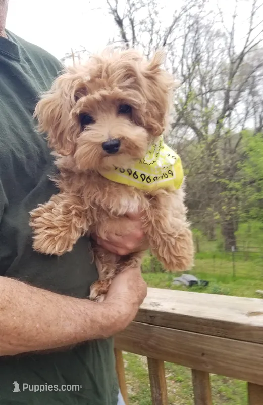 Nemo – Maltipoo puppy for sale in Bolivar, MO