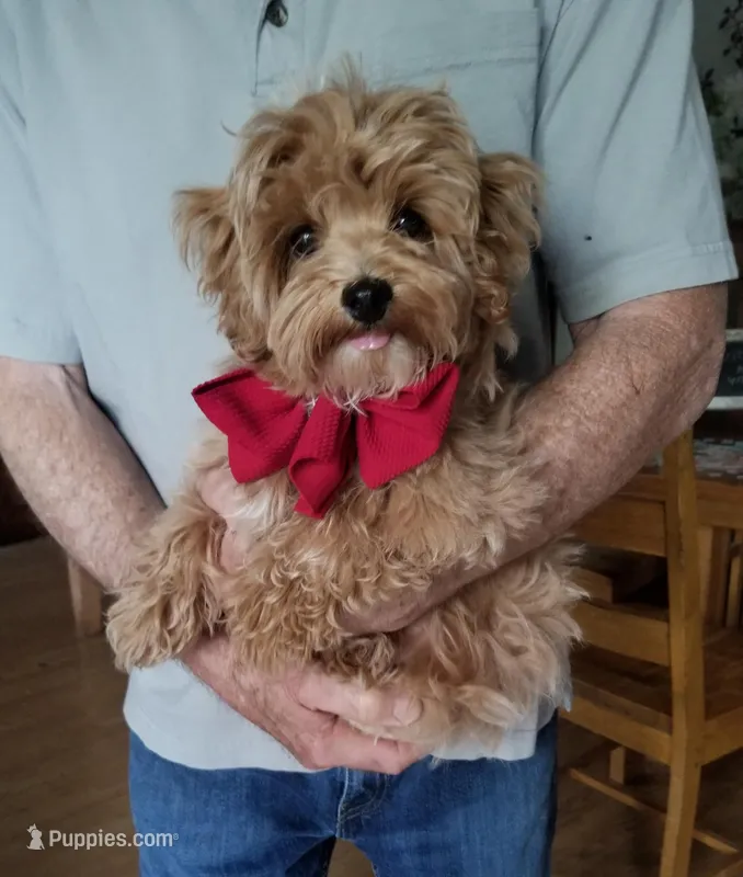 Nemo – Maltipoo puppy for sale in Bolivar, MO