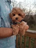 Nemo, a male Maltipoo for sale in Bolivar, MO – Photo 3 of 3