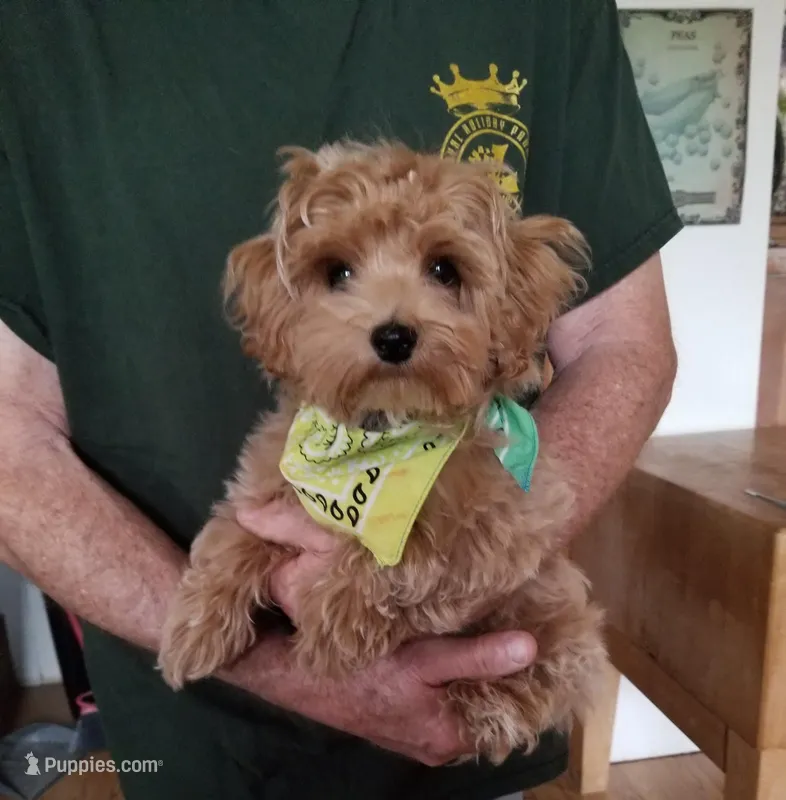 Nemo – Maltipoo puppy for sale in Bolivar, MO
