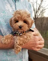 Nemo, a male Maltipoo for sale in Bolivar, MO – Photo 1 of 3