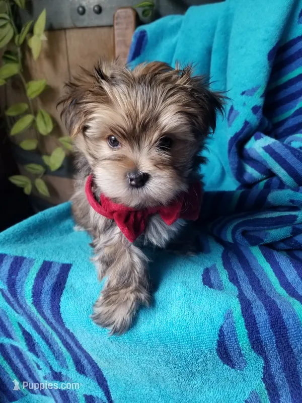 Rubble  – Morkie puppy for sale in Bolivar, MO