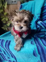 Rubble , a male Morkie for sale in Bolivar, MO – 1 of 10
