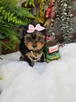 Catalina , a female Yorkshire Terrier for sale in Bolivar, MO – 10 of 10