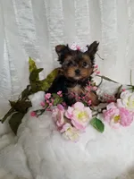 Chloe , a female Yorkshire Terrier for sale in Bolivar, MO – Photo 6 of 7