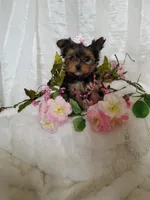 Chloe , a female Yorkshire Terrier for sale in Bolivar, MO – Photo 1 of 7