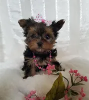 Chloe , a female Yorkshire Terrier for sale in Bolivar, MO – Photo 2 of 7