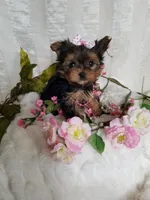 Chloe , a female Yorkshire Terrier for sale in Bolivar, MO – Photo 7 of 7