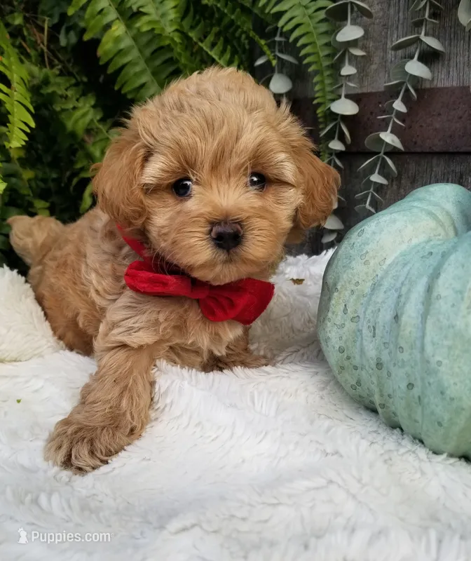 Rubble  – Maltipoo puppy for sale in Bolivar, MO