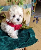 Hunter , a male Maltipoo for sale in Bolivar, MO – 3 of 9