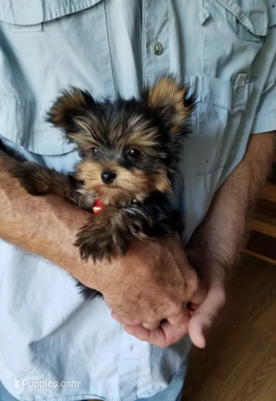 Maxx – Yorkshire Terrier puppy for sale in Bolivar, MO