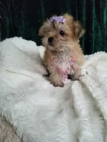 Catalina , a female Morkie for sale in Bolivar, MO – 8 of 10