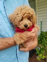 Rubble , a male Maltipoo for sale in Bolivar, MO – 10 of 10