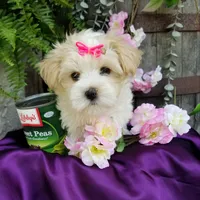 Lilo, a female Morkie for sale in Bolivar, MO – 9 of 10
