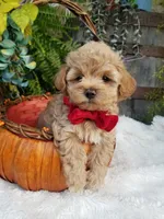 Nash, a male Maltipoo for sale in Bolivar, MO – 6 of 10