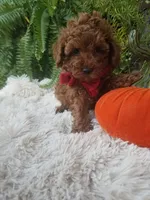 Hudson , a male Poodle - Toy  for sale in Bolivar, MO – 6 of 10