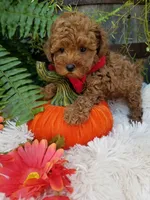 Paxton , a male Poodle - Toy  for sale in Bolivar, MO – 2 of 10