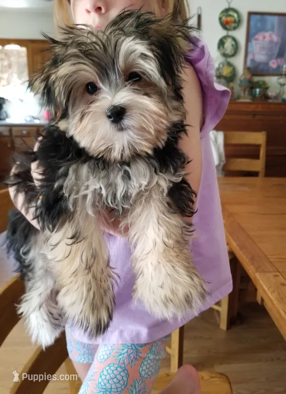 Rip – Morkie puppy for sale in Bolivar, MO