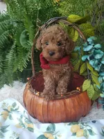 Parker, a male Poodle - Toy  for sale in Bolivar, MO – 6 of 10