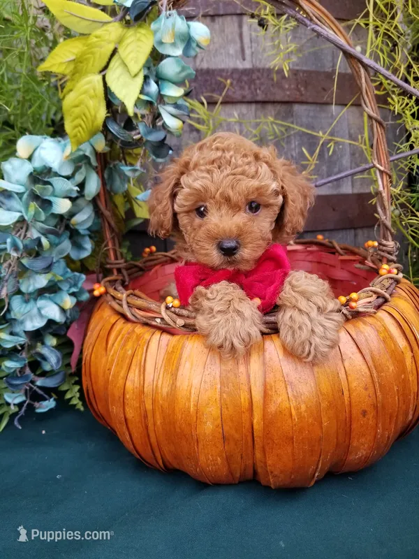 Romeo  – Poodle - Toy  puppy for sale in Bolivar, MO