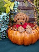 Romeo , a male Poodle - Toy  for sale in Bolivar, MO – 1 of 10