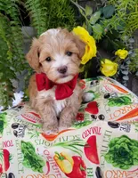 Romeo, a male Maltipoo for sale in Bolivar, MO – Photo 10 of 10