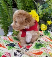 Romeo, a male Maltipoo for sale in Bolivar, MO – Photo 2 of 10