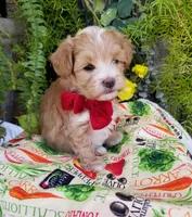 Romeo, a male Maltipoo for sale in Bolivar, MO – Photo 3 of 10