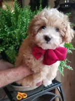 Romeo, a male Maltipoo for sale in Bolivar, MO – 5 of 10