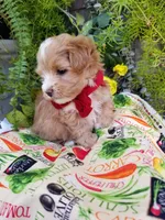 Romeo, a male Maltipoo for sale in Bolivar, MO – Photo 9 of 10