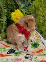 Romeo, a male Maltipoo for sale in Bolivar, MO – Photo 4 of 10