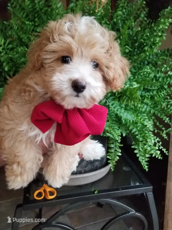 Romeo – Maltipoo puppy for sale in Bolivar, MO