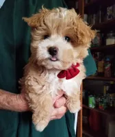 Romeo, a male Maltipoo for sale in Bolivar, MO – 2 of 10