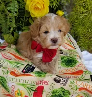 Romeo, a male Maltipoo for sale in Bolivar, MO – Photo 8 of 10