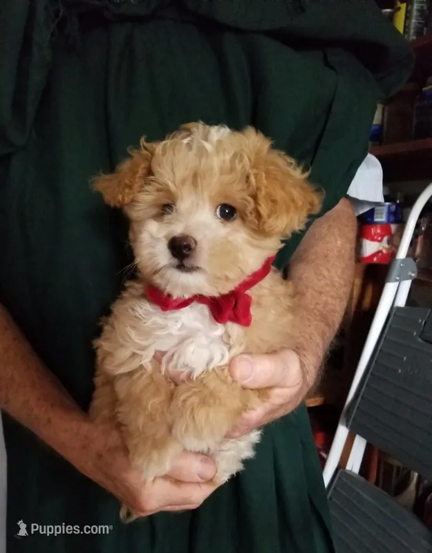 Romeo – Maltipoo puppy for sale in Bolivar, MO