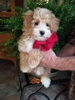 Romeo, a male Maltipoo for sale in Bolivar, MO – 9 of 10