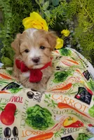 Romeo, a male Maltipoo for sale in Bolivar, MO – Photo 5 of 10