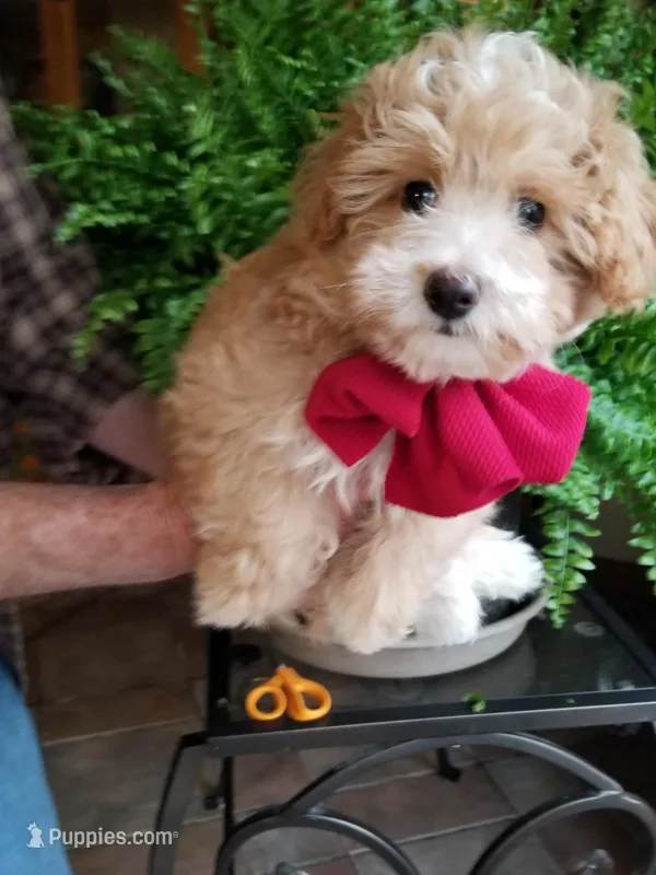 Romeo – Maltipoo puppy for sale in Bolivar, MO