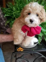 Romeo, a male Maltipoo for sale in Bolivar, MO – 3 of 10