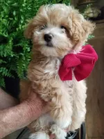 Romeo, a male Maltipoo for sale in Bolivar, MO – 7 of 10