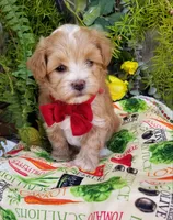 Romeo, a male Maltipoo for sale in Bolivar, MO – Photo 6 of 10