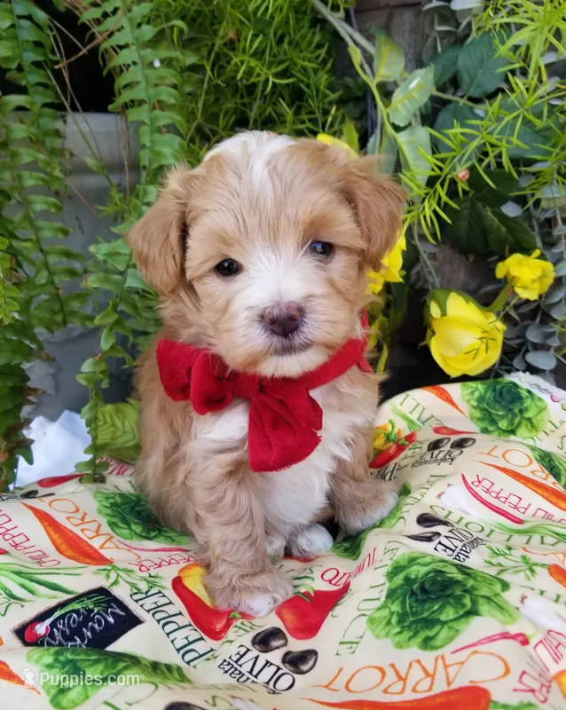 Romeo – Maltipoo puppy for sale in Bolivar, MO