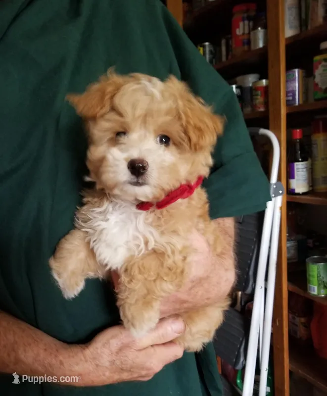 Romeo – Maltipoo puppy for sale in Bolivar, MO